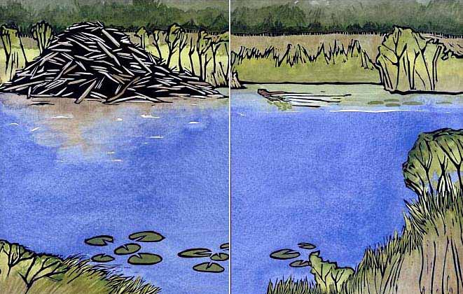 song of the water boatman song of the water boatman